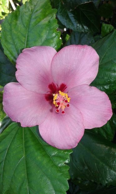  - Hibiscus Blue Winks