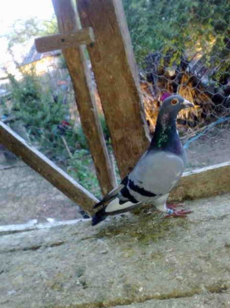 205 - X-Porumbei vinduti