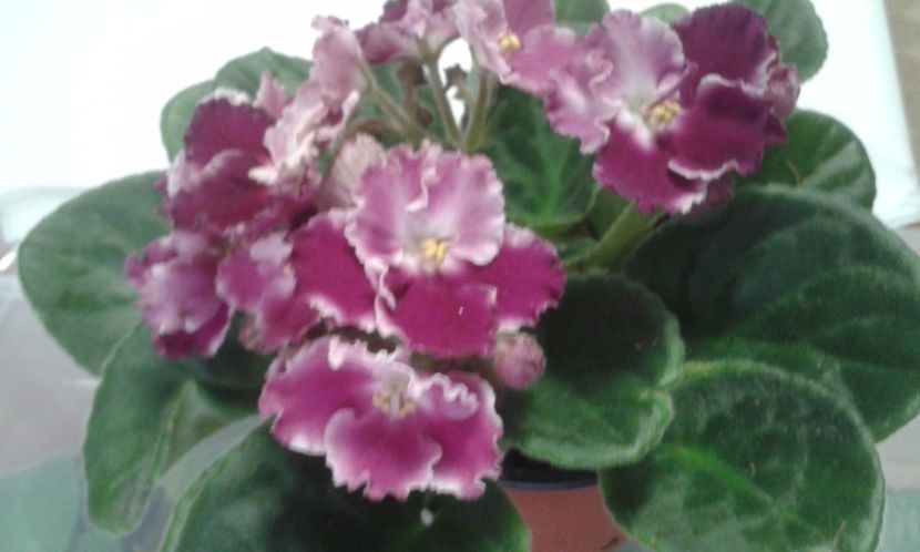  - VIOLETE DE COLECTIE 2017