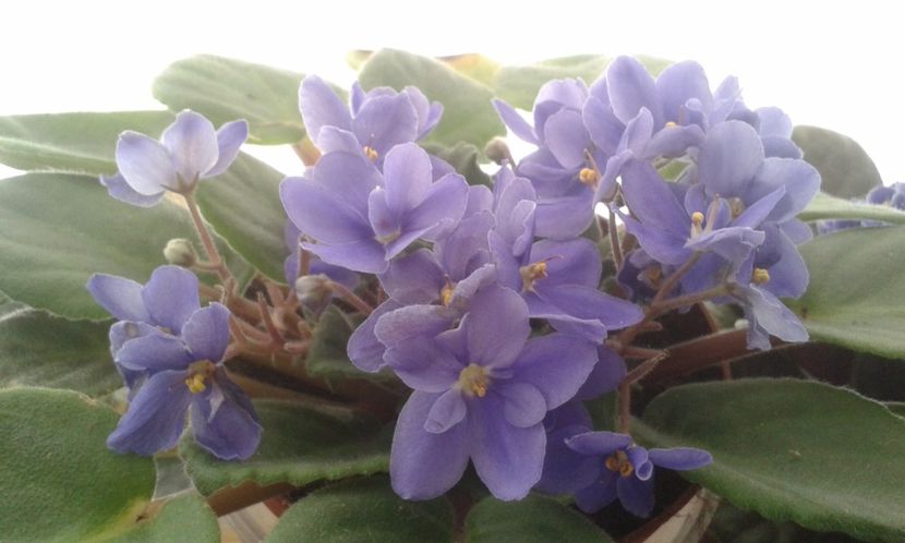  - VIOLETE DE COLECTIE 2017