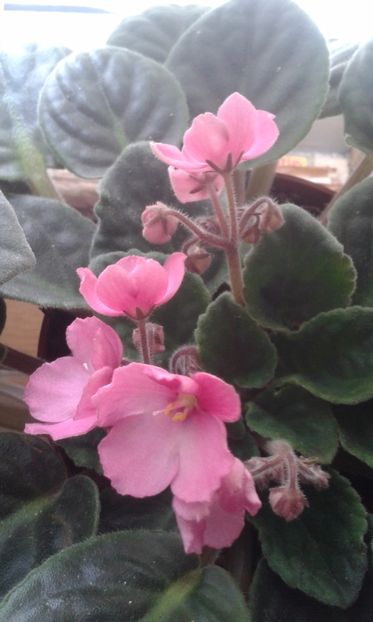  - VIOLETE DE COLECTIE 2017