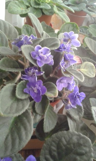  - VIOLETE DE COLECTIE 2017