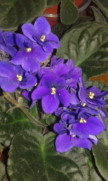  - VIOLETE DE COLECTIE 2017