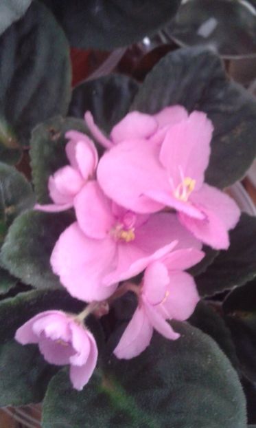  - VIOLETE DE COLECTIE 2017