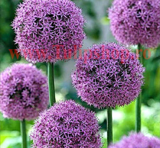 Bulbi Allium Gladiator (Ceapa decorativa) - Bulbi Flori Toamna 2017 REDUCERI!