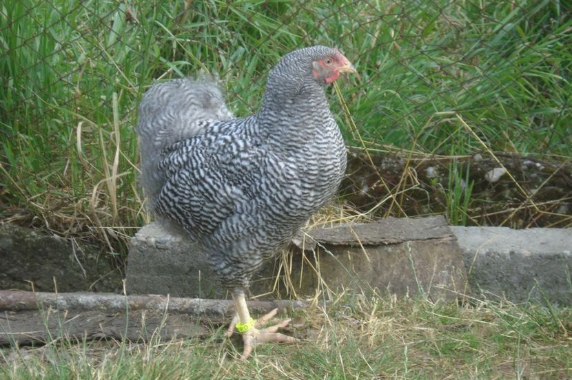  - WYANDOTTE BARAT 2017 - ARHIVA