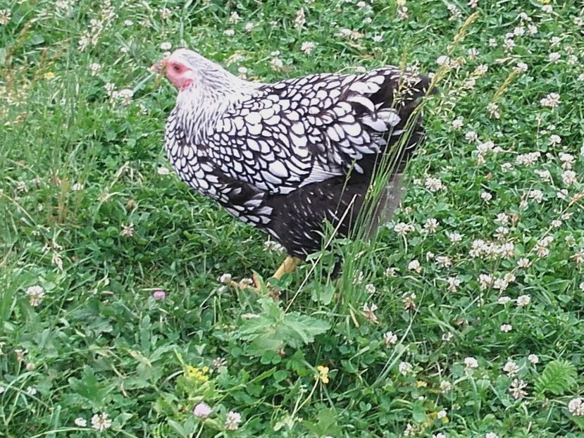  - Wyandotte Argintiu