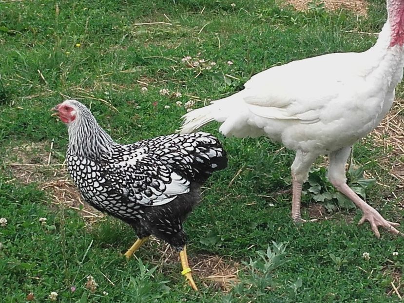  - Wyandotte Argintiu