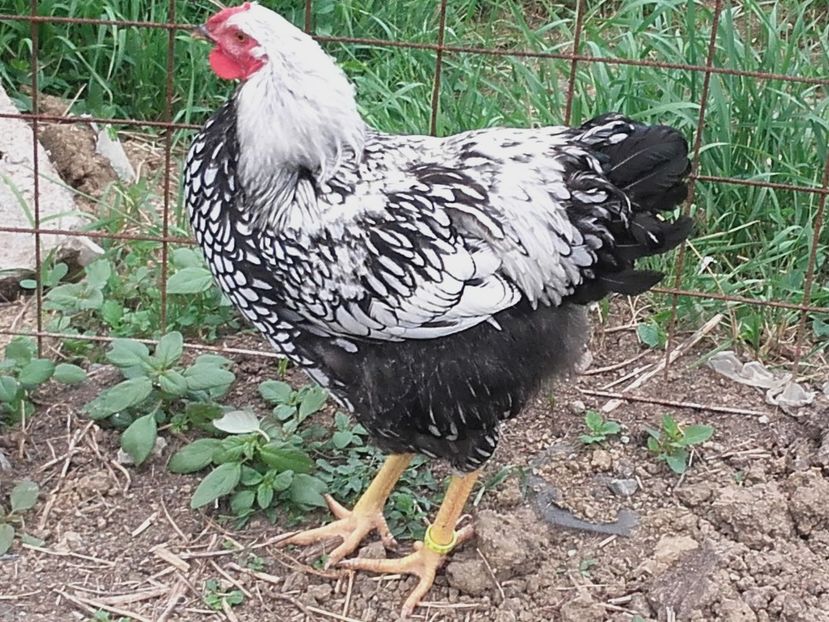  - Wyandotte Argintiu