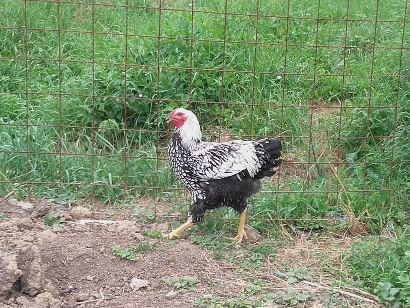  - Wyandotte Argintiu