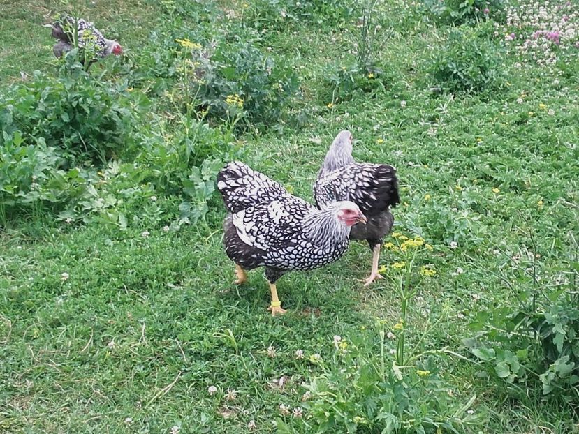  - Wyandotte Argintiu