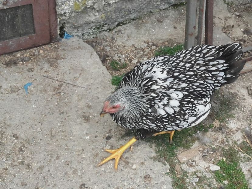  - Wyandotte Argintiu