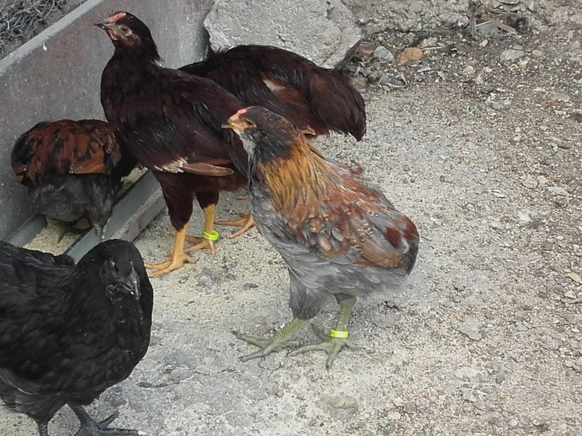 Din aprilie-mai - Araucana