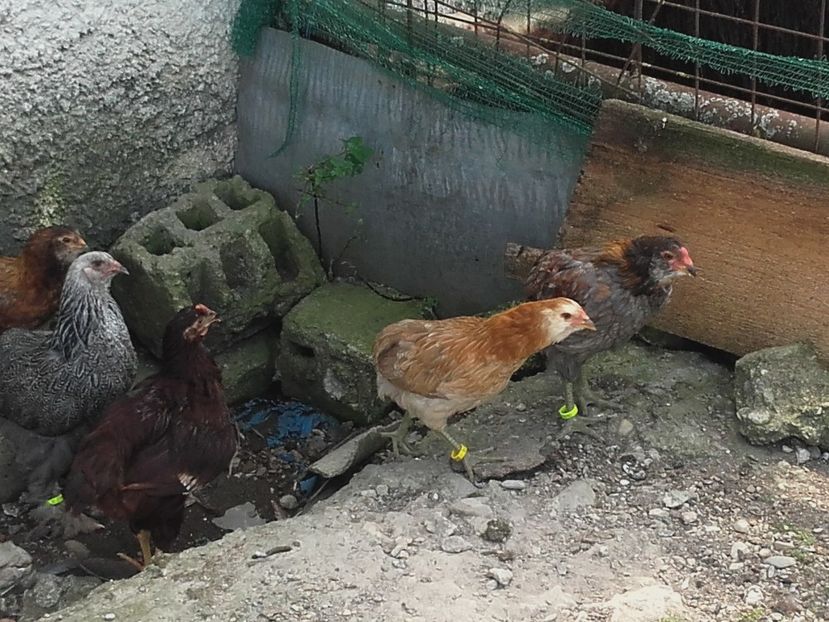 Combinatii de diverse varietati de culoare - Araucana