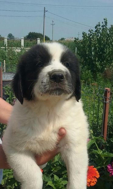  - pui ciobanesc bucovina de vanzare