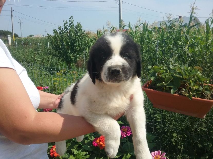  - pui ciobanesc bucovina de vanzare