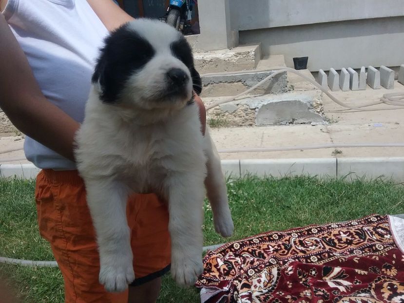  - pui ciobanesc bucovina de vanzare