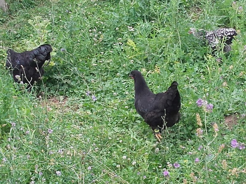 Din martie-mai - Jersey Giant