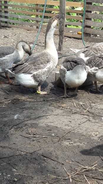  - 3 Boboci de gasca Africana 2017