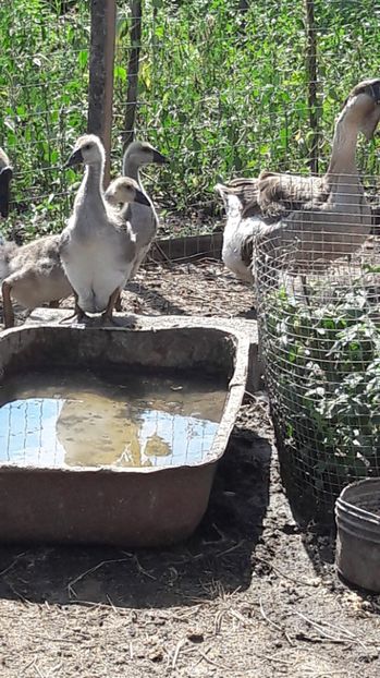  - 3 Boboci de gasca Africana 2017