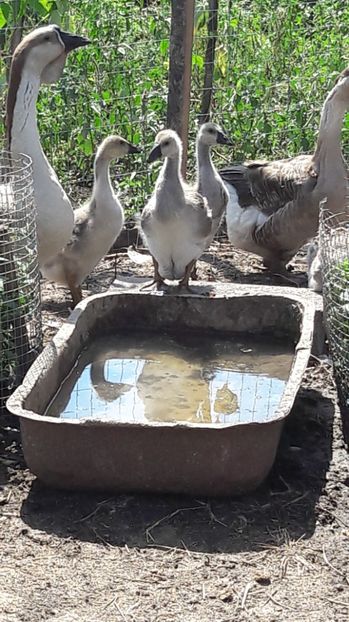  - 3 Boboci de gasca Africana 2017