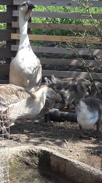  - 3 Boboci de gasca Africana 2017