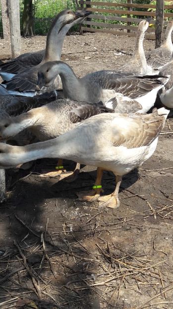  - 3 Boboci de gasca Africana 2017