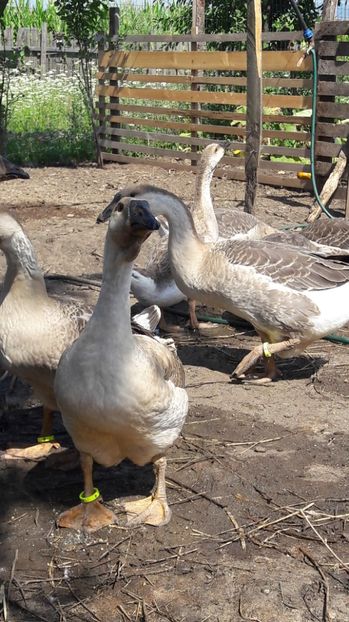  - 3 Boboci de gasca Africana 2017