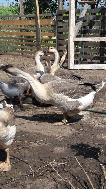  - 3 Boboci de gasca Africana 2017