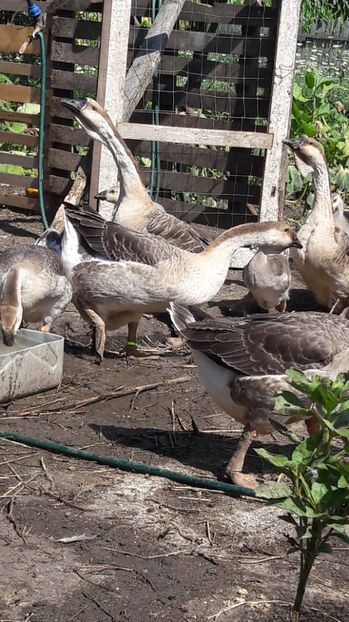  - 3 Boboci de gasca Africana 2017