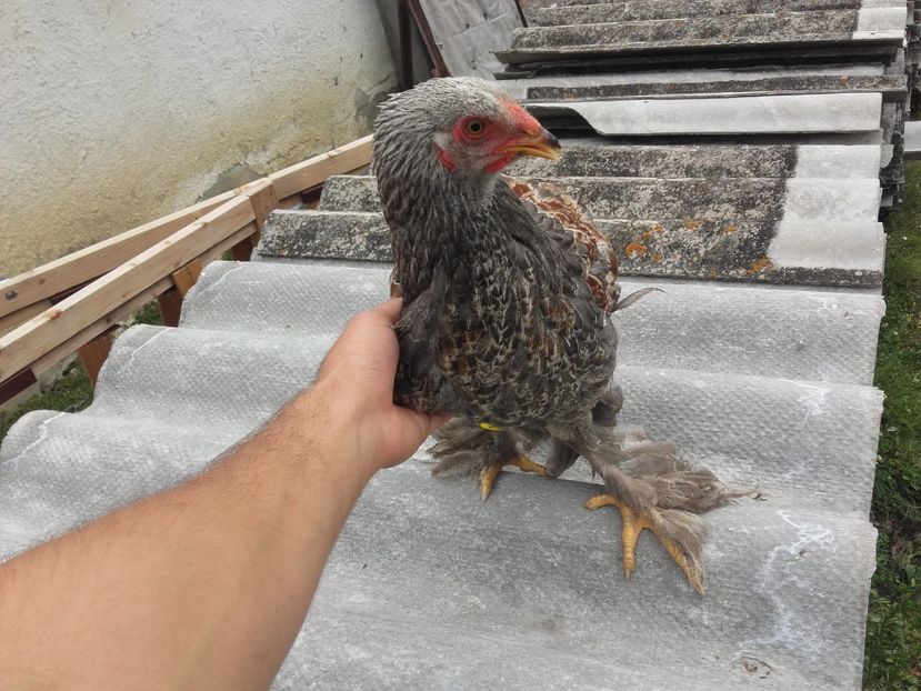 Din aprilie-mai - Brahma Silver