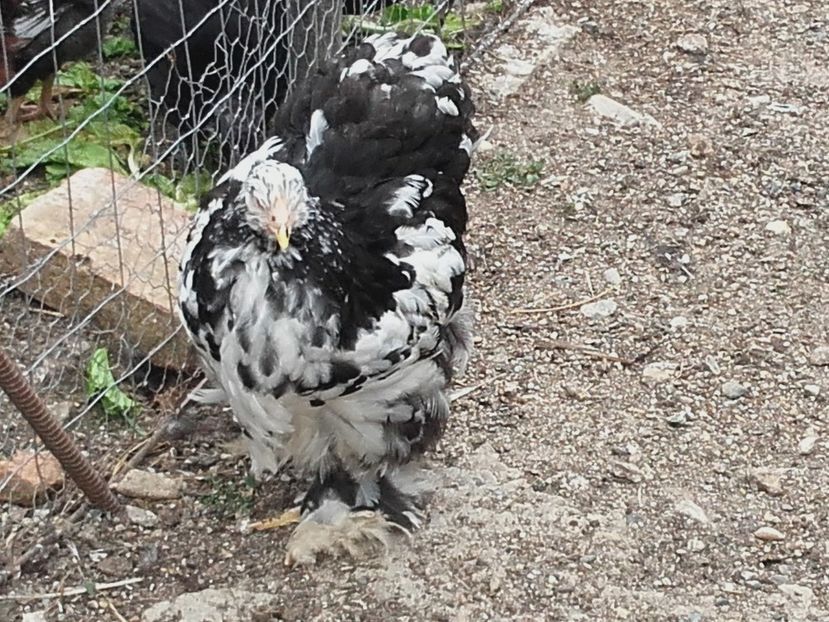 Din aprilie - Cochinchina Urias Bobat