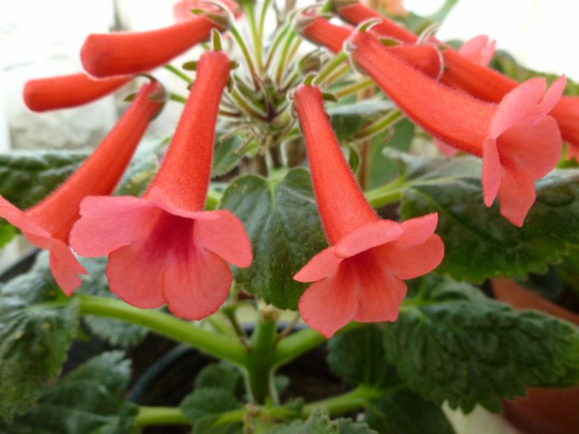  - 0 Zambetul florilor continua