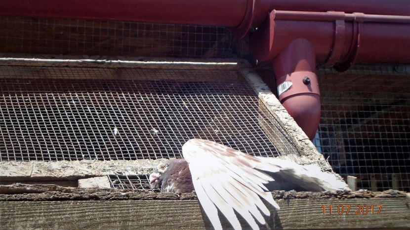 Ultravioletare - Viata porumbeilor 2017 partea a 2-a