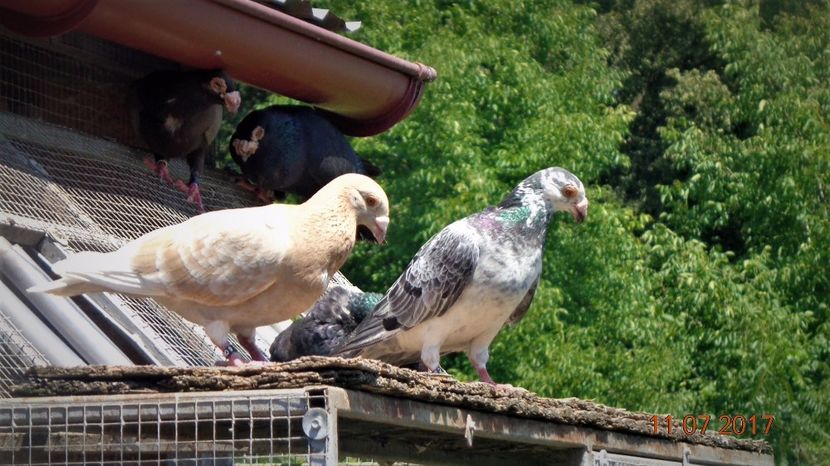 Ce vezi? - Viata porumbeilor 2017 partea a 2-a