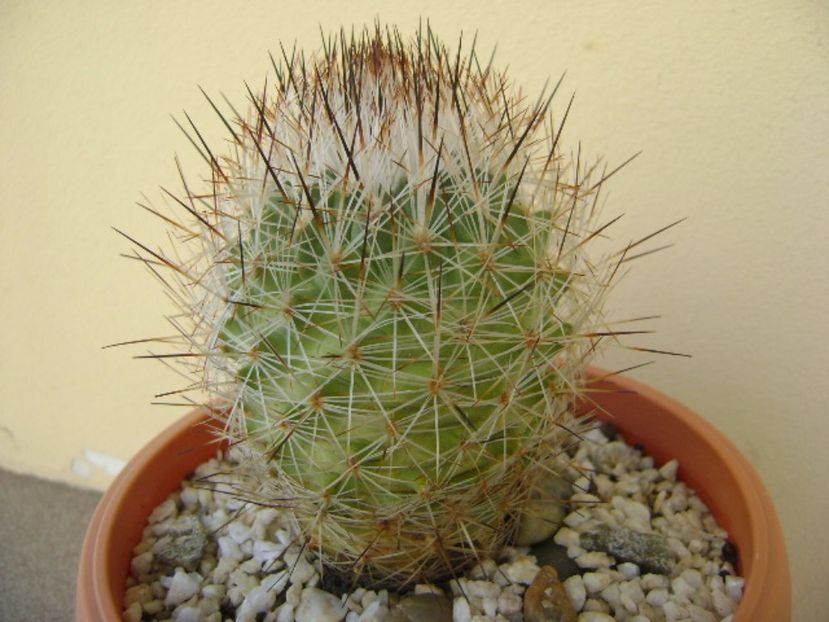 Gymnocactus beguinii (Turbinicarpus mandragora v. beguinii) - Cactusi 2017 bis bis