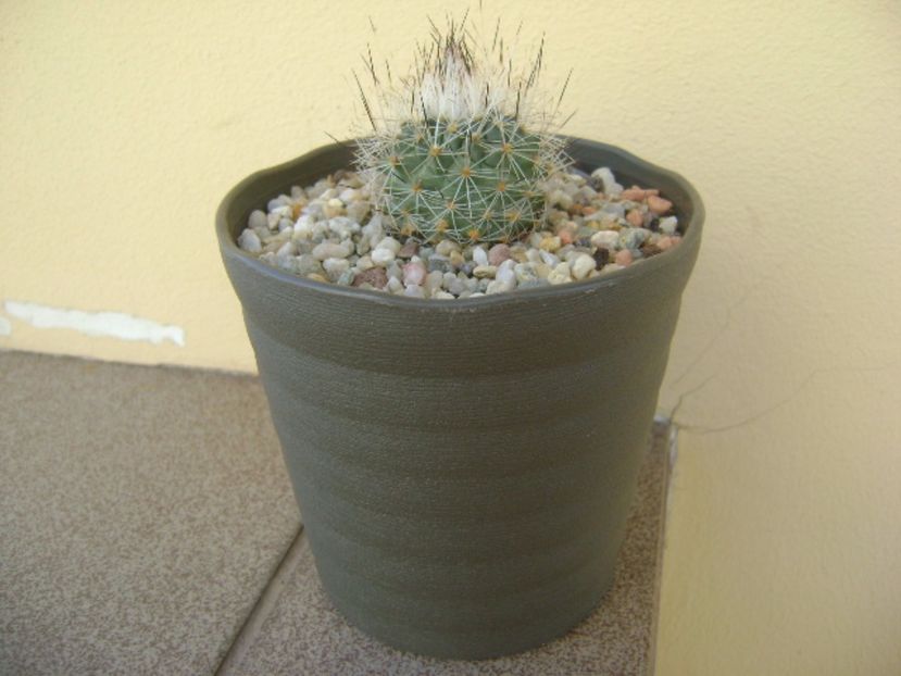 Gymnocactus beguinii v. senilis (Turbinicarpus beguinii v. senilis) - Cactusi 2017 bis bis