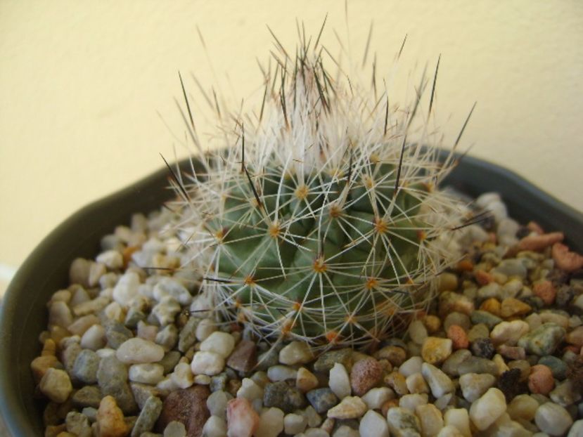 Gymnocactus beguinii v. senilis (Turbinicarpus beguinii v. senilis) - Cactusi 2017 bis bis