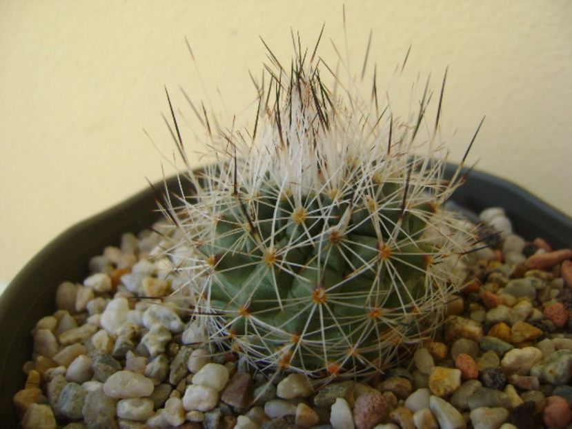 Gymnocactus beguinii v. senilis (Turbinicarpus beguinii v. senilis) - Cactusi 2017 bis bis