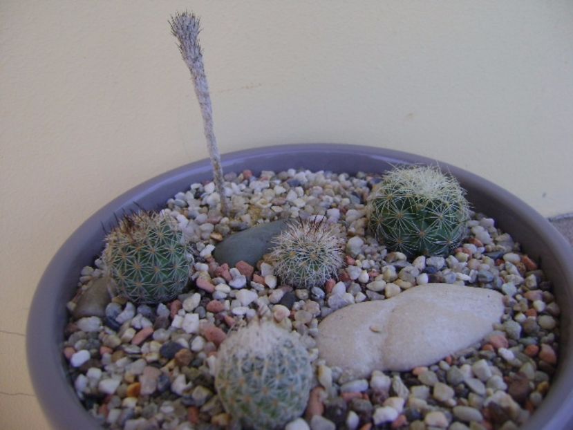 Grup de 5 Gymnocactus - Cactusi 2017 bis bis