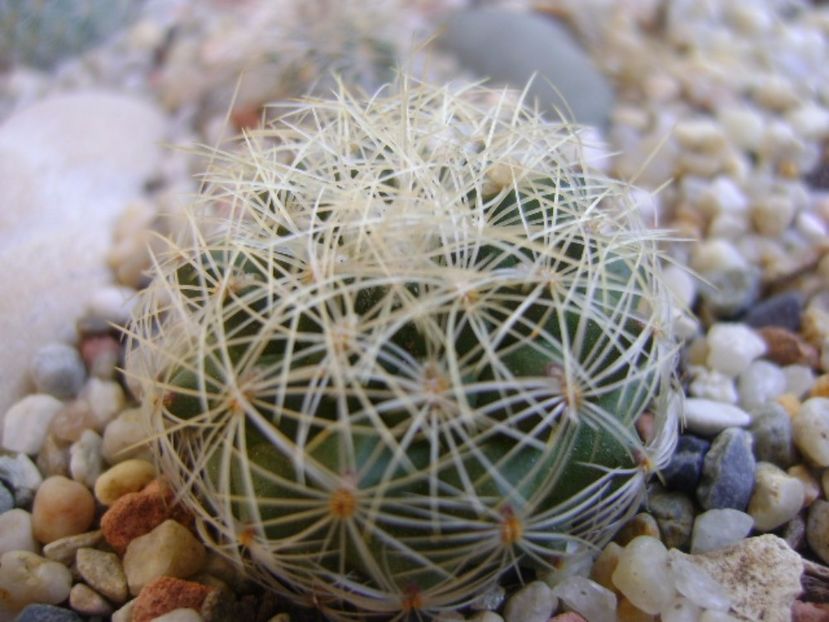 Gymnocactus (Turbinicarpus) knuthianus - Cactusi 2017 bis bis