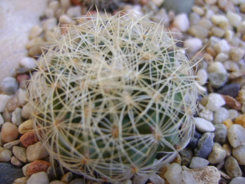 Gymnocactus (Turbinicarpus) knuthianus - Cactusi 2017 bis bis