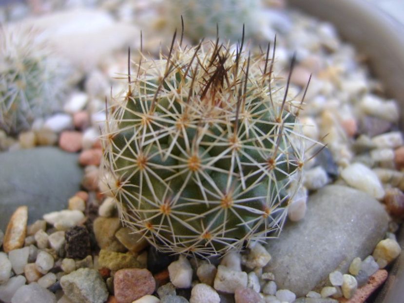 Gymnocactus beguinii - Cactusi 2017 bis bis