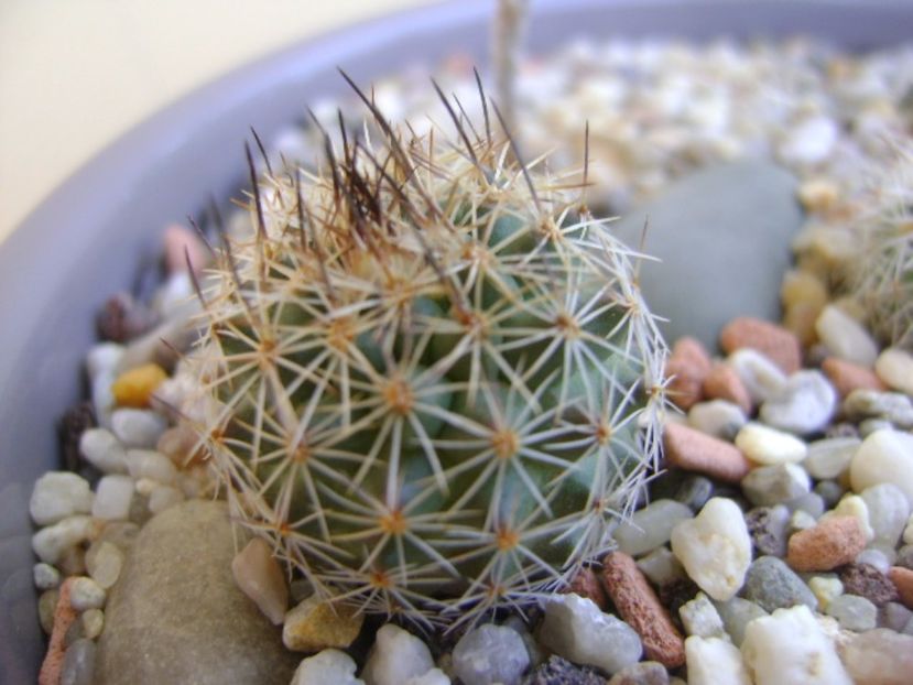 Gymnocactus beguinii - Cactusi 2017 bis bis
