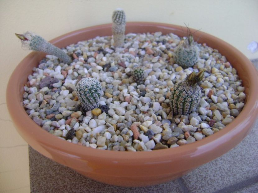 Grup de 6 Turbinicarpus - Cactusi 2017 bis bis