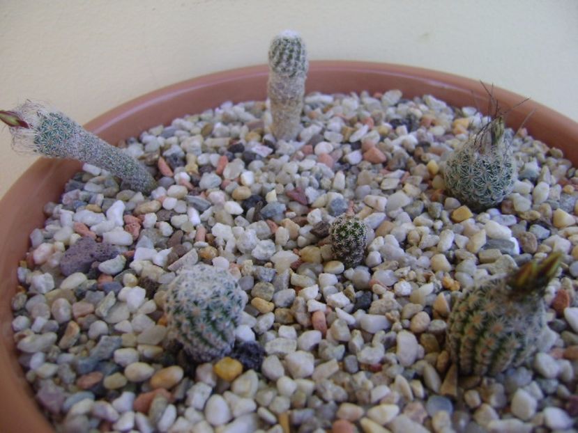 Grup de 6 Turbinicarpus - Cactusi 2017 bis bis