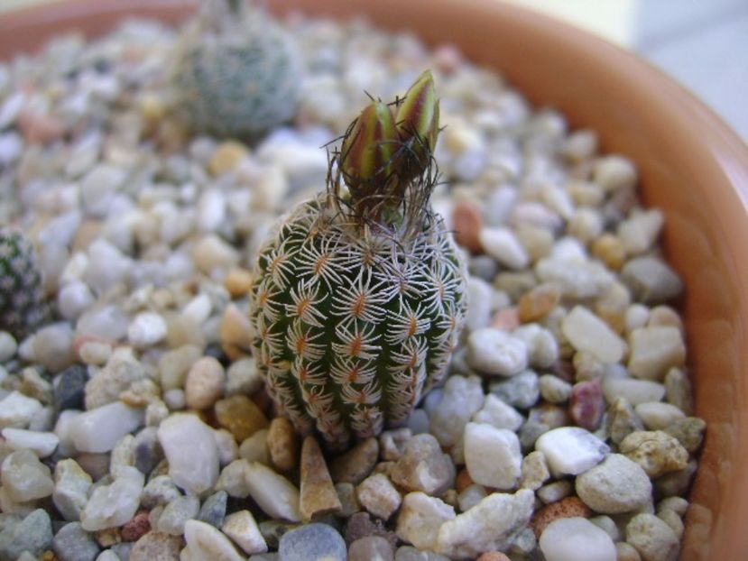 Turbinicactus krainzianus v. lausserii - Cactusi 2017 bis bis