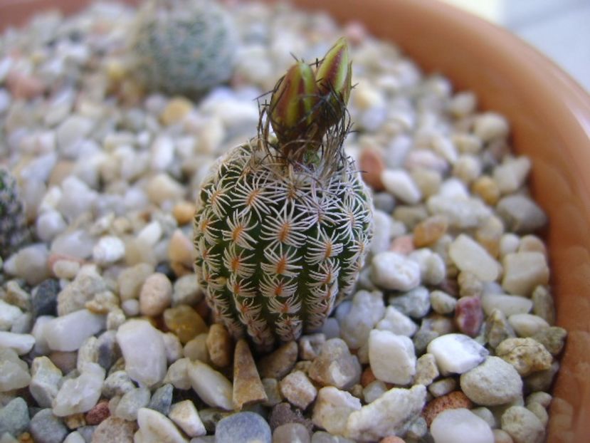 Turbinicactus krainzianus v. lausserii - Cactusi 2017 bis bis