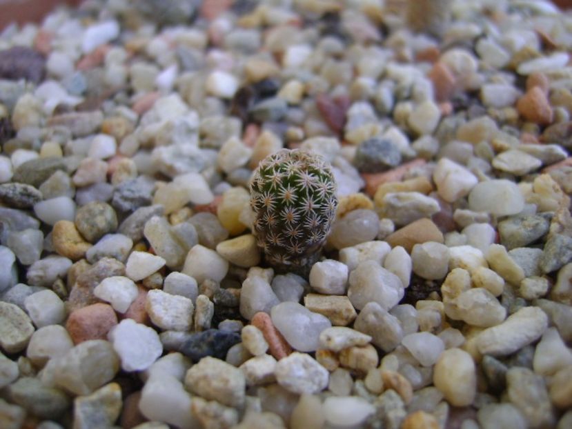 Turbinicarpus gracilis - Cactusi 2017 bis bis