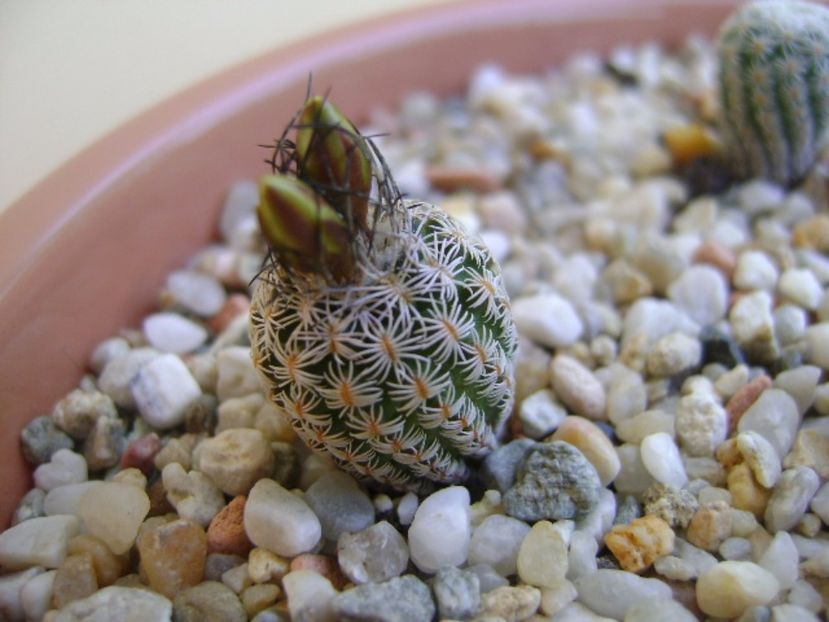 Turbinicactus krainzianus v. lausserii - Cactusi 2017 bis bis
